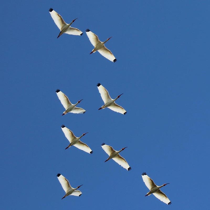 Birding at Convoy Point