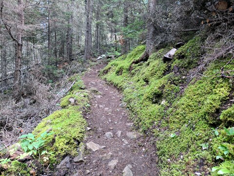 A trail winds through moss and a forest.