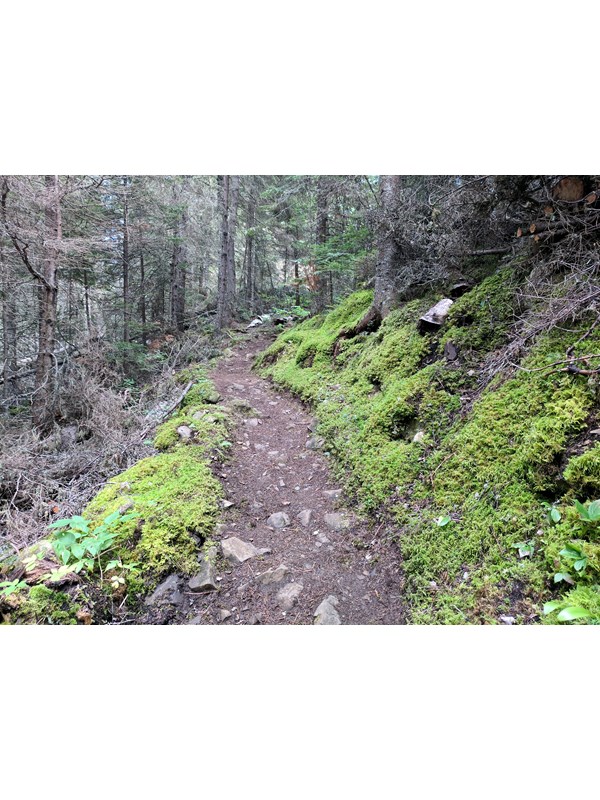 A trail winds through moss and a forest.