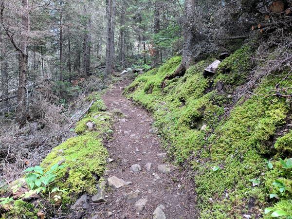 A trail winds through moss and a forest.