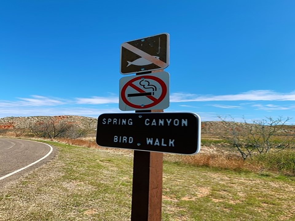 Birdwatching at Spring Canyon