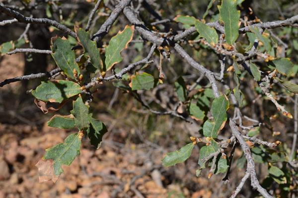 Several thin branches are adorned with oval shaped leaves about 2 inches in length.
