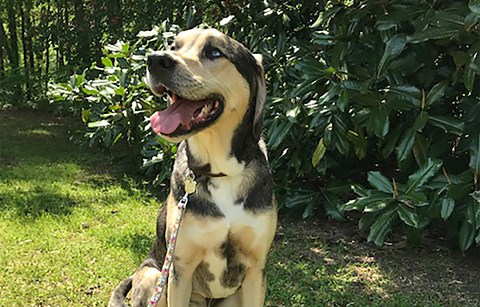 A black and cream colored hound dog wearing a BARK Ranger shield tag.
