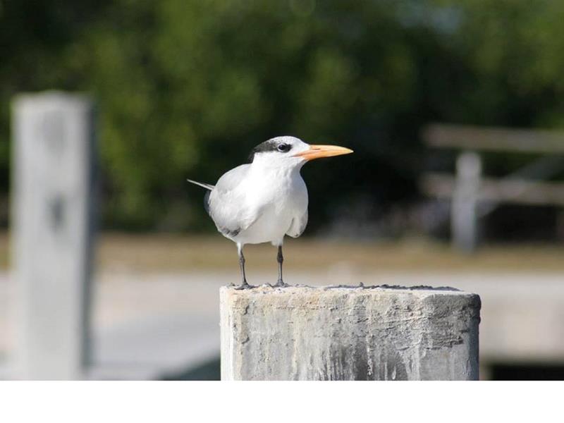 Birding at Elliott Key