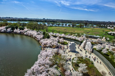 Aerial view of Martin Luther King, Jr. memorial during cherry blossom season.