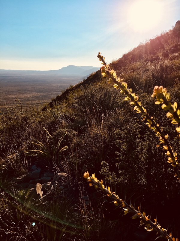 Photo along the Yucca Canyon Trail with desert plants and distant views.