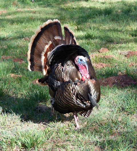 Male (Tom) Wild Turkey, Meleagris gallopavo, displaying