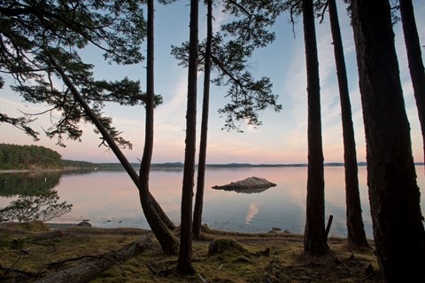 View through the trees of a calm ocean bay during sunset