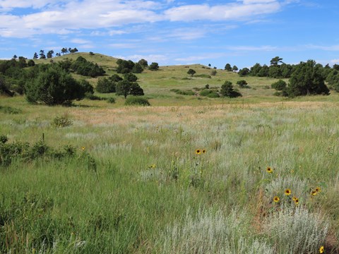 View of a Solidified Lava Lake with Prairie Grass and Sunflowers on the Boca Trail
