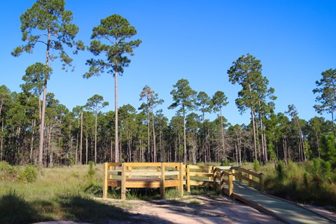 A wooden platform set in a clearing in a pine forest.