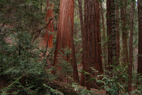 Red sequoia trunks tower over green underbrush