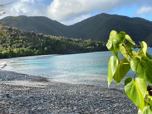 Bright green leaves of the Maho tree provide color along a narrow beach in a calm bay.