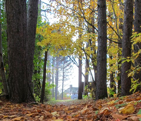 Fall colored leaves on the ground with a view of a building through trees along a paty.