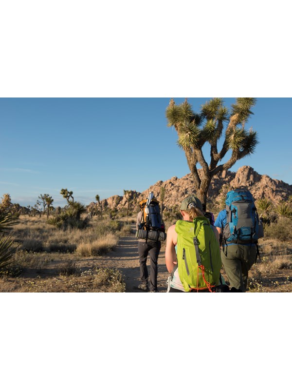 Hikers on a dirt trail going between Joshua trees and shrubs heading towards a rock formation.
