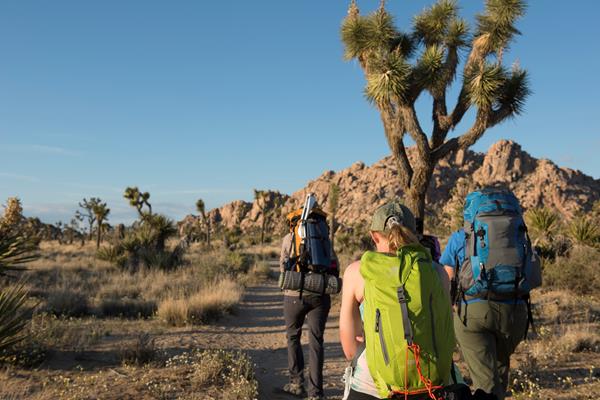 Hikers on a dirt trail going between Joshua trees and shrubs heading towards a rock formation.
