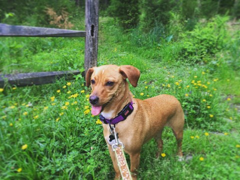 A dog on a hike at Wolf Trap National Park for the Performing Arts.