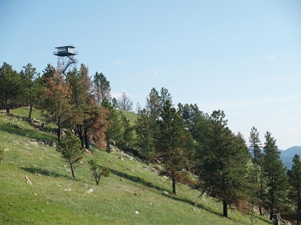 A fire tower rises above a hill of pine trees.
