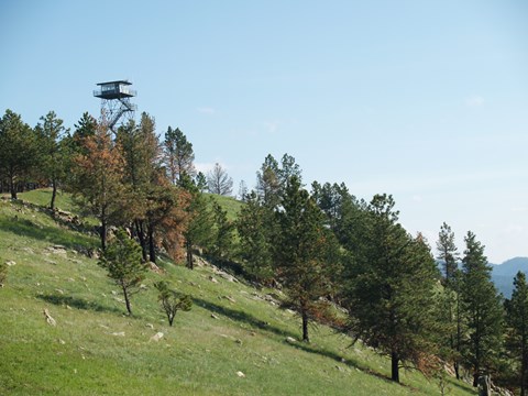 A fire tower rises above a hill of pine trees