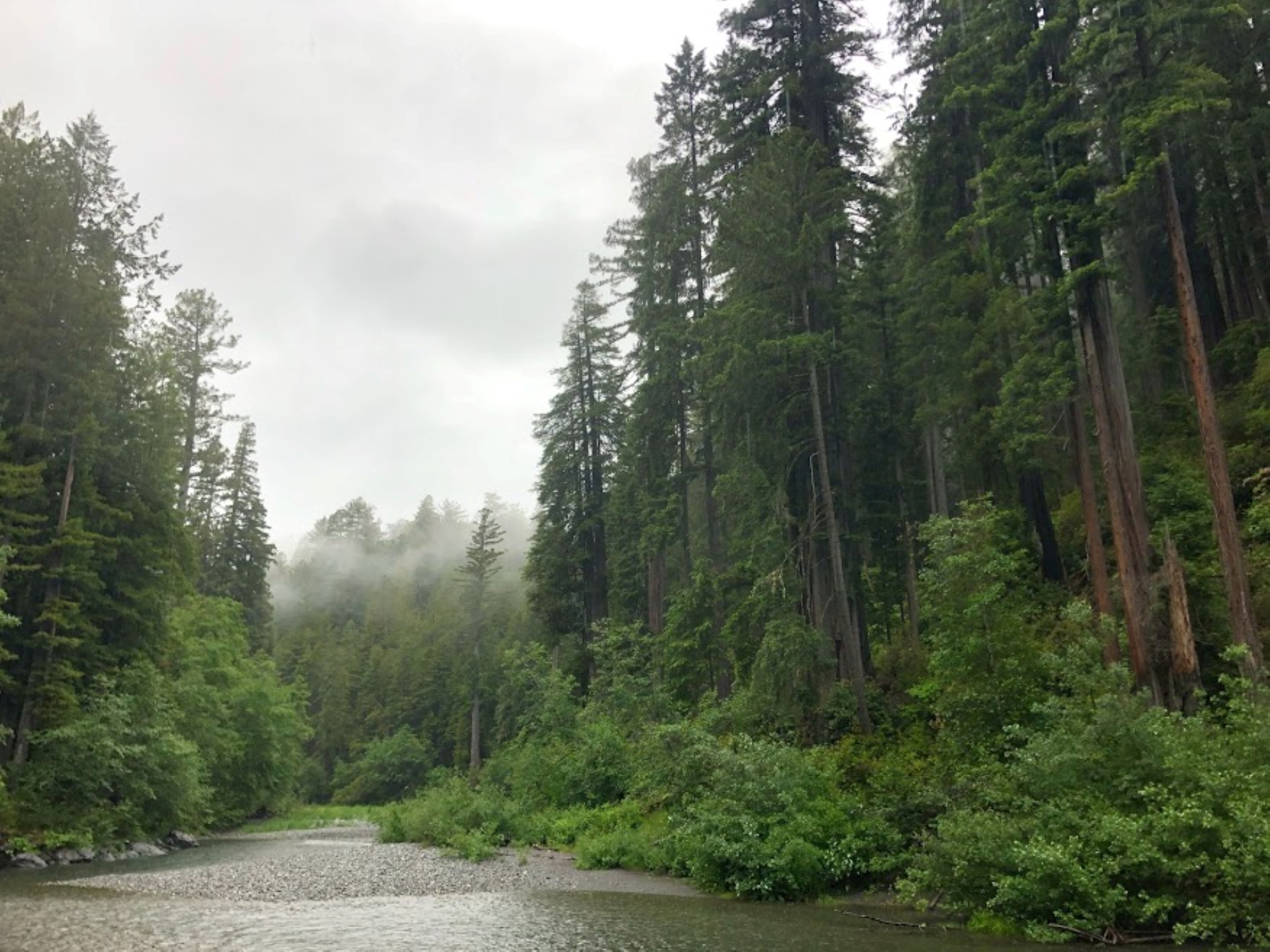 Redwood Creek Trail