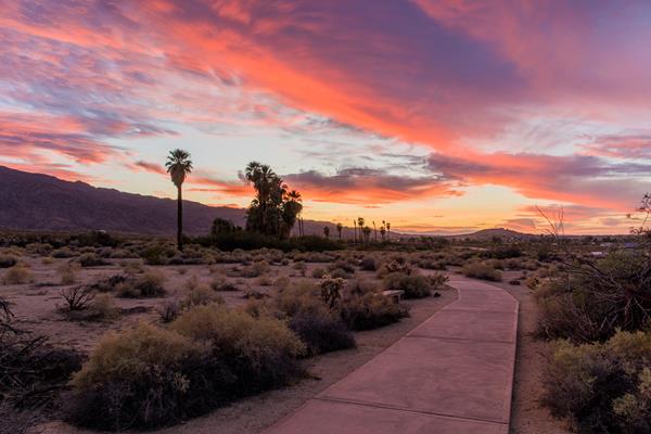 A colorful sunset over a paved path that goes between shrubs towards desert palms in the distance.
