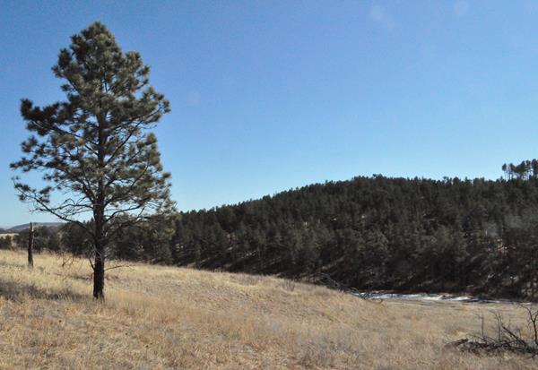 The prairie grasses meet the edge of a pine forest.