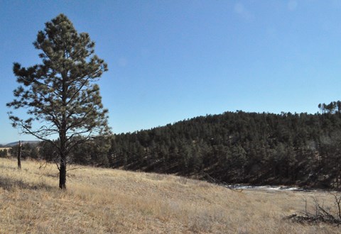 Prairie grasses meet the edge of a pine forest