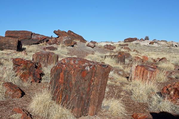 Large, colorful pieces of petrified wood cover a grassy hill with blue sky above.