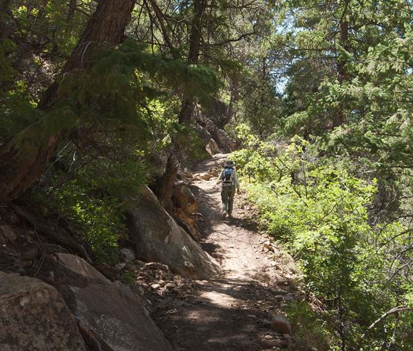 Hiker on narrow, rocky trail surrounded by trees and canyon views.