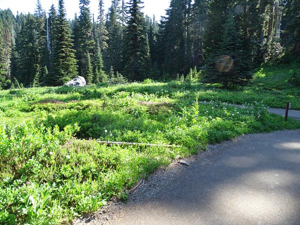 Open meadow full of low grasses, flowers and large boulders