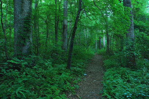 Hiking trail through a lush forest.