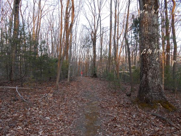 A view through a wooded trail through the forest
