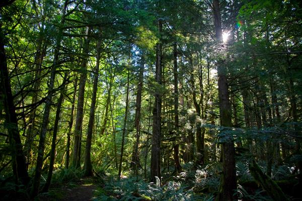 The sun shines through the trees of a thick, green forest.
