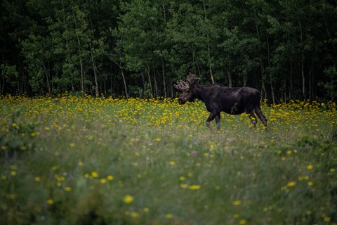 A dark brown moose with light brown velveted antlers stands in a field with yellow flowers.