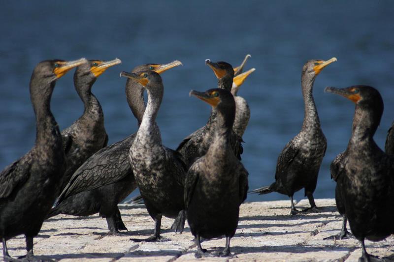 Birding at Boca Chita