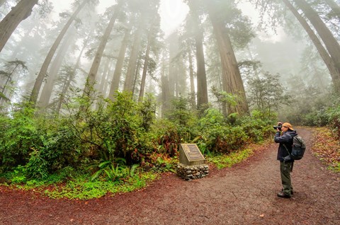 A Famous Grove That Is Easy To Walk