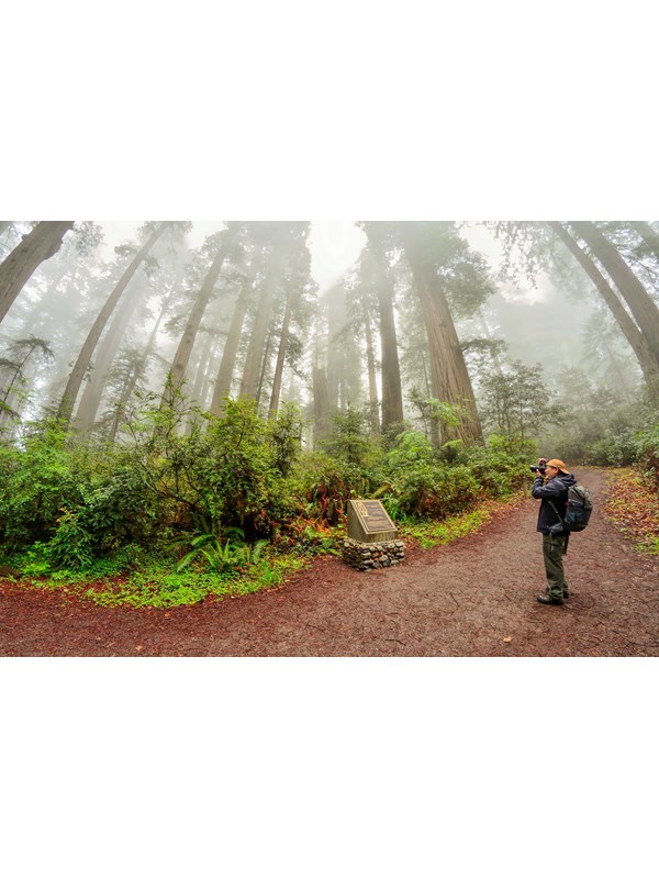 A Famous Grove That Is Easy To Walk