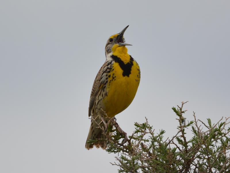 Birding in Theodore Roosevelt National Park