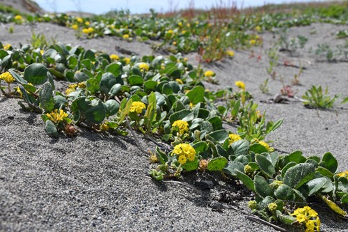 Coastal Dunes of San Juan Island