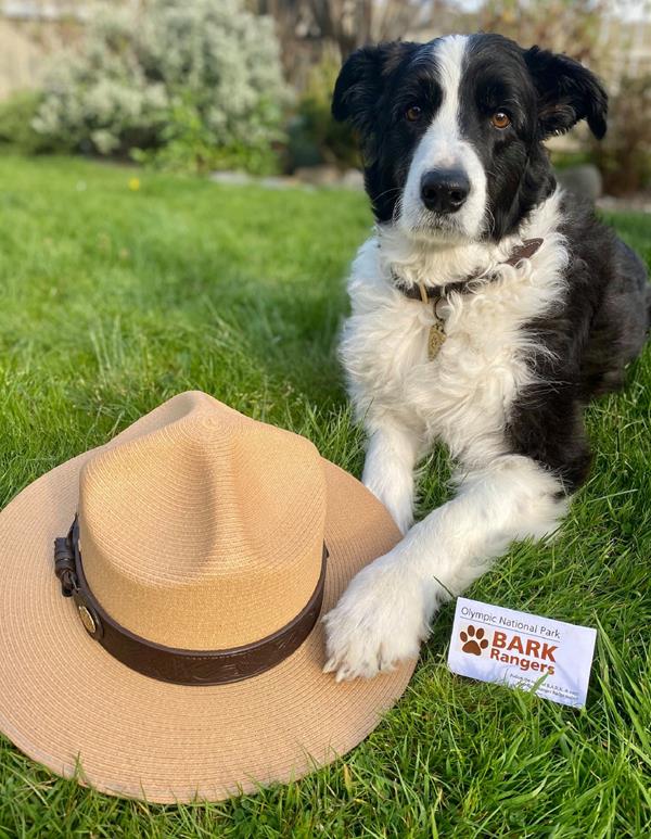 A black and white dog poses with a ranger hat.