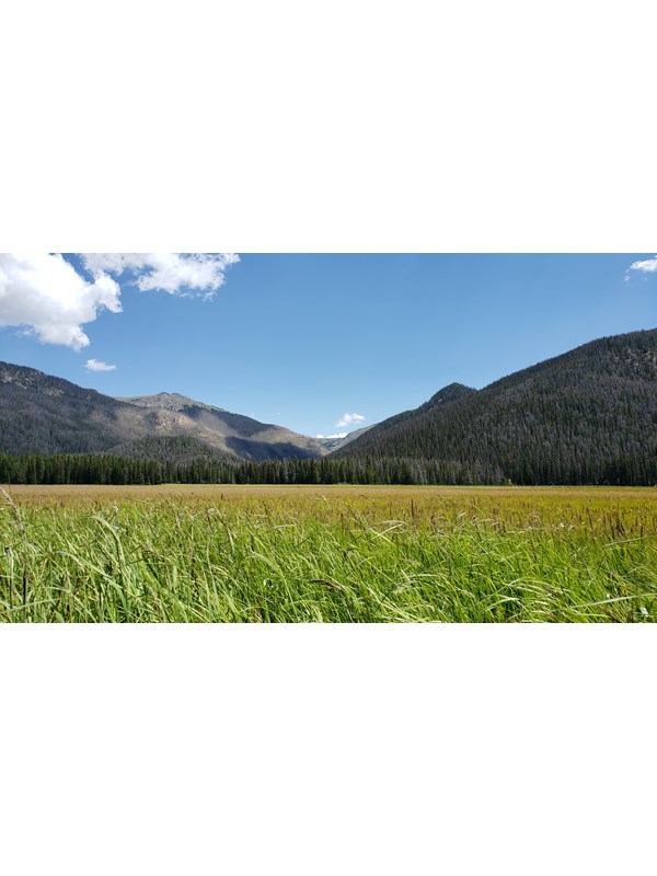 a grassy meadow