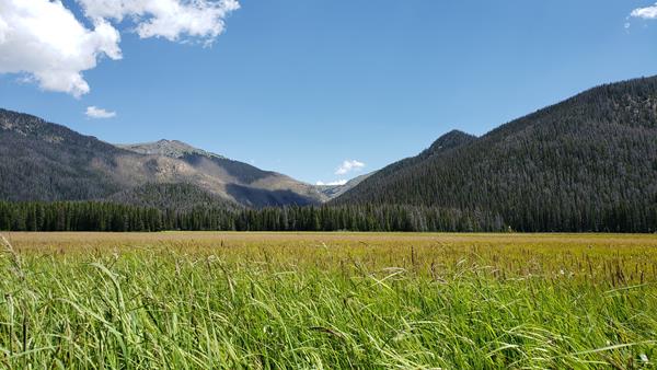 a grassy meadow