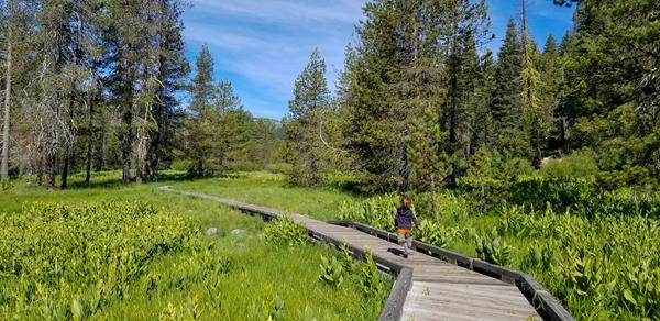 A child runs on a boardwalk through a green meadow lined by conifers.