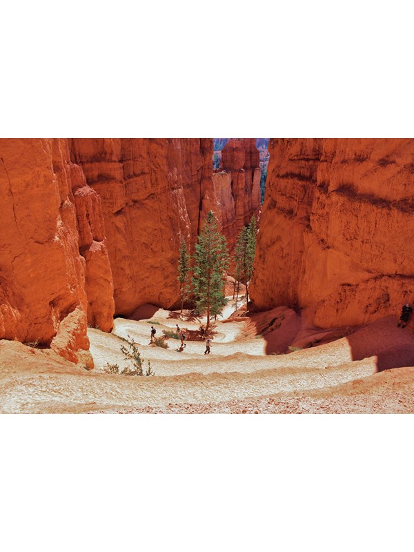 Hikers descend sandy switchbacks heading into a canyon of red rock with trees