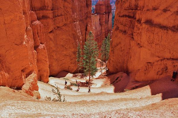 Hikers descend sandy switchbacks heading into a canyon of red rock with trees