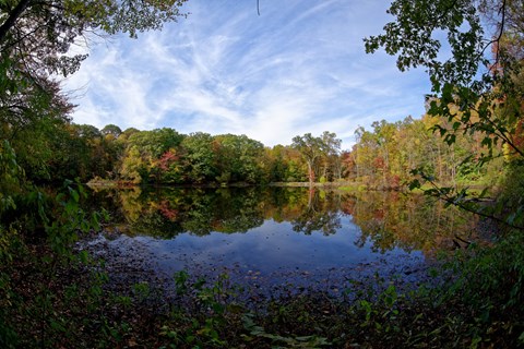 An image of a pond with trees with fall leaves around it.