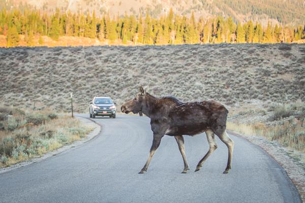 A moose walks across a road in front of a car.