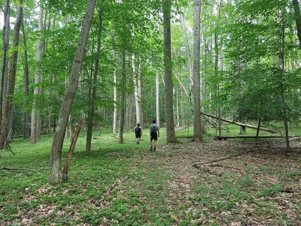 Hikers walking on a trail through open forest