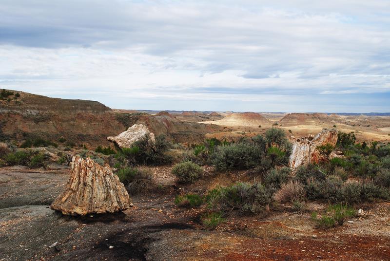 Hike the Petrified Forest