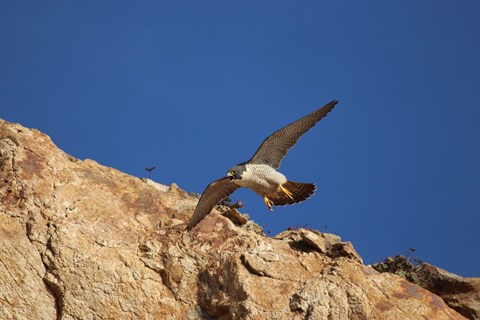 A small falcon with a white breast and yellow feet soars besides a rocky cliff.