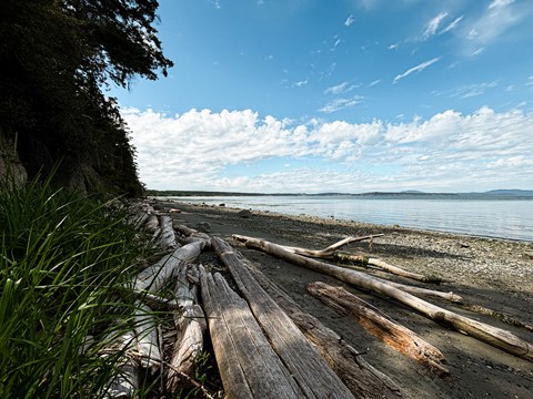 A rocky beach with driftwood on a sunny day